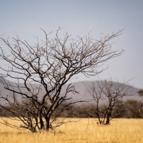 Zdjęcie 118 z wyprawy 4x4 - NAMIBIA