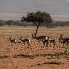Zdjęcie 119 z wyprawy 4x4 - NAMIBIA