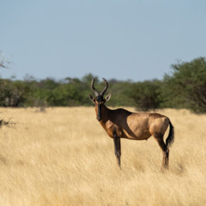 Zdjęcie 141 z wyprawy 4x4 - NAMIBIA
