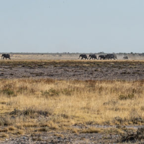 Zdjęcie 166 z wyprawy 4x4 - NAMIBIA