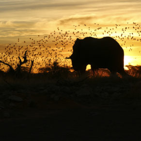 Zdjęcie 171 z wyprawy 4x4 - NAMIBIA