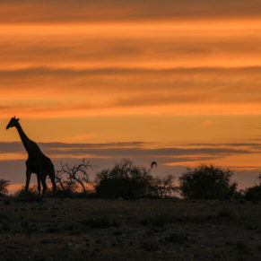Zdjęcie 173 z wyprawy 4x4 - NAMIBIA