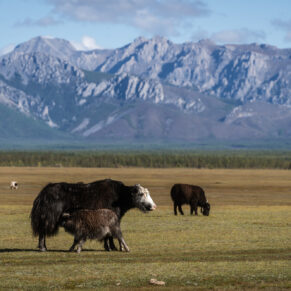 Zdjęcie 9 z wyprawy - Mongolia - w krainie szamanów